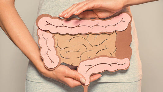 Estrobolome and Menopause: Fix Your Gut to Balance Hormones Naturally - Pholia™